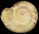 Perisphinctes Ammonite - Jurassic #46904-1